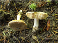 Egerlings-Wulstling - Amanita singeri 