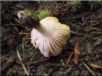 Egerlings-Wulstling - Amanita singeri 