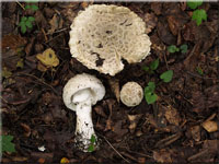Fransiger Wulstling - Amanita strobiliformis