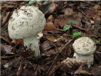 Fransiger Wulstling - Amanita strobiliformis