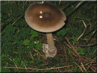 Grauer Streifling - Amanita vaginata
