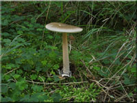 Grauhutiger Streifling - Amanita submembranacea