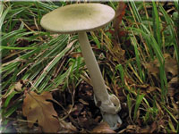 Grauer Streifling - Amanita vaginata
