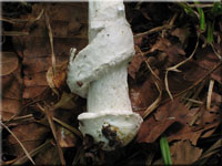 Grauer Streifling - Amanita vaginata