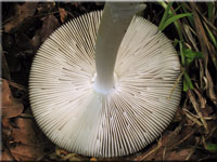 Grauer Streifling - Amanita vaginata