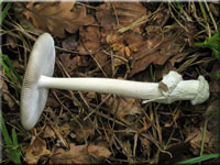 Grauer Streifling - Amanita vaginata