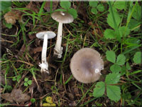 Grauer Streifling - Amanita vaginata
