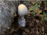 Kegelhtiger Knollenbltterpilz - Amanita virosa