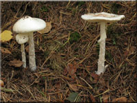 Kegelhütiger Knollenblätterpilz - Amanita virosa