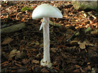 Kegelhtiger Knollenbltterpilz - Amanita virosa