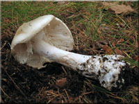 Kegelhtiger Knollenbltterpilz - Amanita virosa