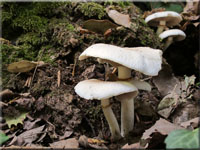 Südlicher Ackerling - Agrocybe cylindrica