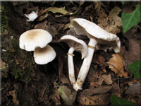 Südlicher Ackerling - Agrocybe cylindrica