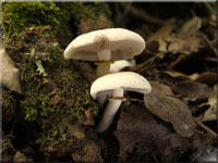 Südlicher Ackerling - Agrocybe cylindrica