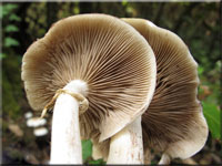 Südlicher Ackerling - Agrocybe cylindrica