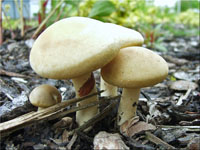 Weißer Ackerling - Agrocybe dura