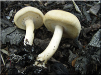 Weier Ackerling - Agrocybe dura