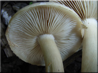 Weier Ackerling - Agrocybe dura