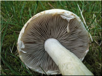 Weier Ackerling - Agrocybe dura