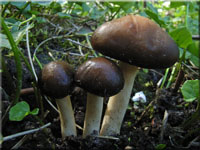 Leberbrauner Ackerling - Agrocybe erebia