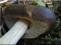 Leberbrauner Ackerling - Agrocybe erebia