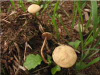 Rauhstieliger Ackerling - Agrocybe pediades