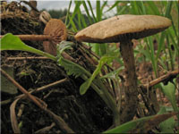 Rauhstieliger Ackerling - Agrocybe pediades