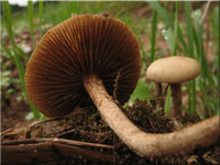 Rauhstieliger Ackerling - Agrocybe pediades
