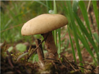 Rauhstieliger Ackerling - Agrocybe pediades