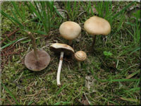 Agrocybe praecox