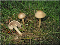 Frher Ackerling - Agrocybe praecox