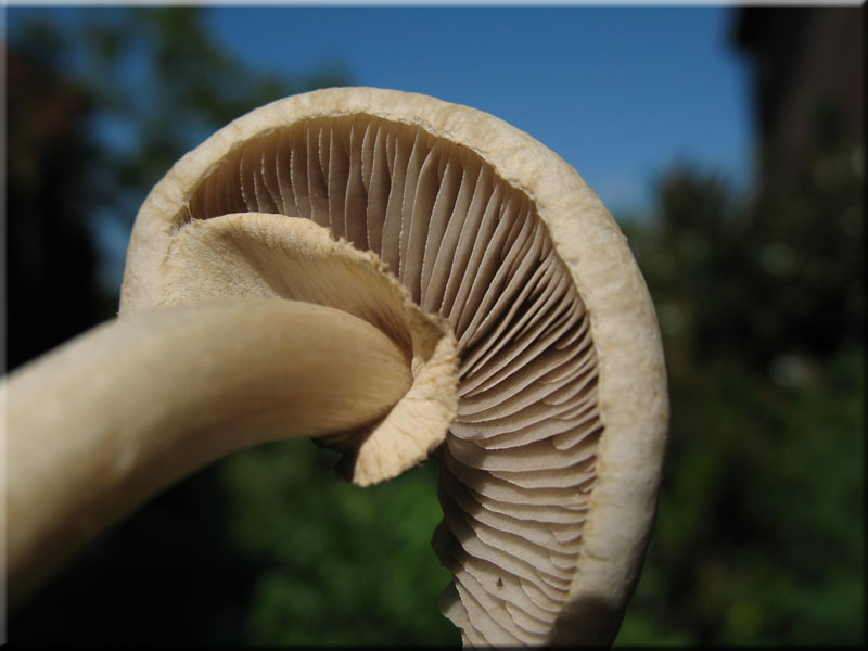 Frher Ackerling - Agrocybe praecox