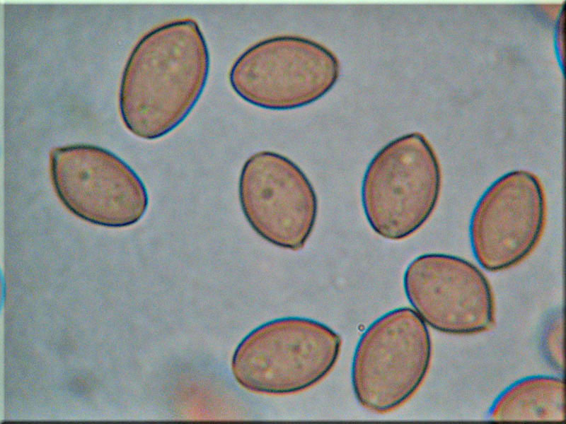 Frher Ackerling - Agrocybe praecox