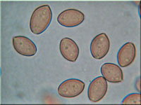 Frher Ackerling - Agrocybe praecox
