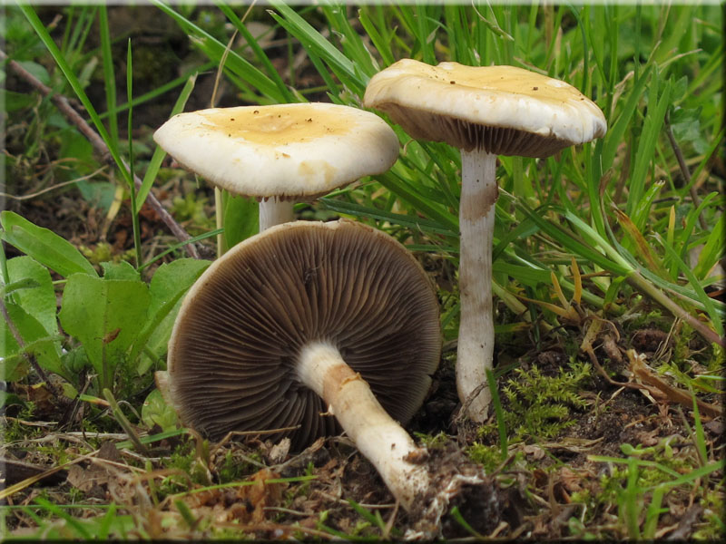 Frher Ackerling - Agrocybe praecox