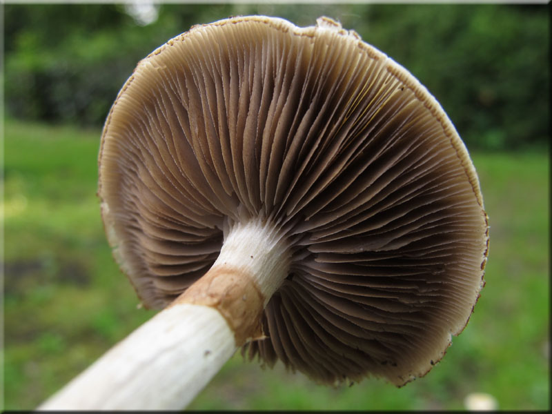 Frher Ackerling - Agrocybe praecox