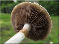 Frher Ackerling - Agrocybe praecox