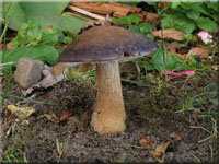 Falber Ackerling - Agrocybe putaminum