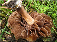 Falber Ackerling - Agrocybe putaminum