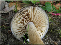 Falber Ackerling - Agrocybe putaminum