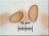 Falber Ackerling - Agrocybe putaminum