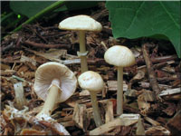Rinniger Ackerling - Agrocybe rivulosa