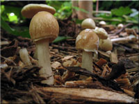 Rinniger Ackerling - Agrocybe rivulosa