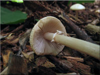 Rinniger Ackerling - Agrocybe rivulosa