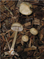 Rinniger Ackerling - Agrocybe rivulosa