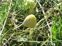 Gold-Mistpilz - Bolbitius titubans