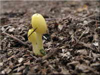 Gold-Mistpilz - Bolbitius titubans
