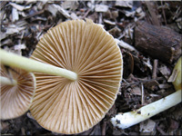 Gold-Mistpilz - Bolbitius titubans
