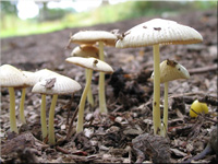 Gold-Mistpilz - Bolbitius titubans