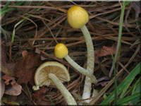 Gold-Mistpilz - Bolbitius titubans